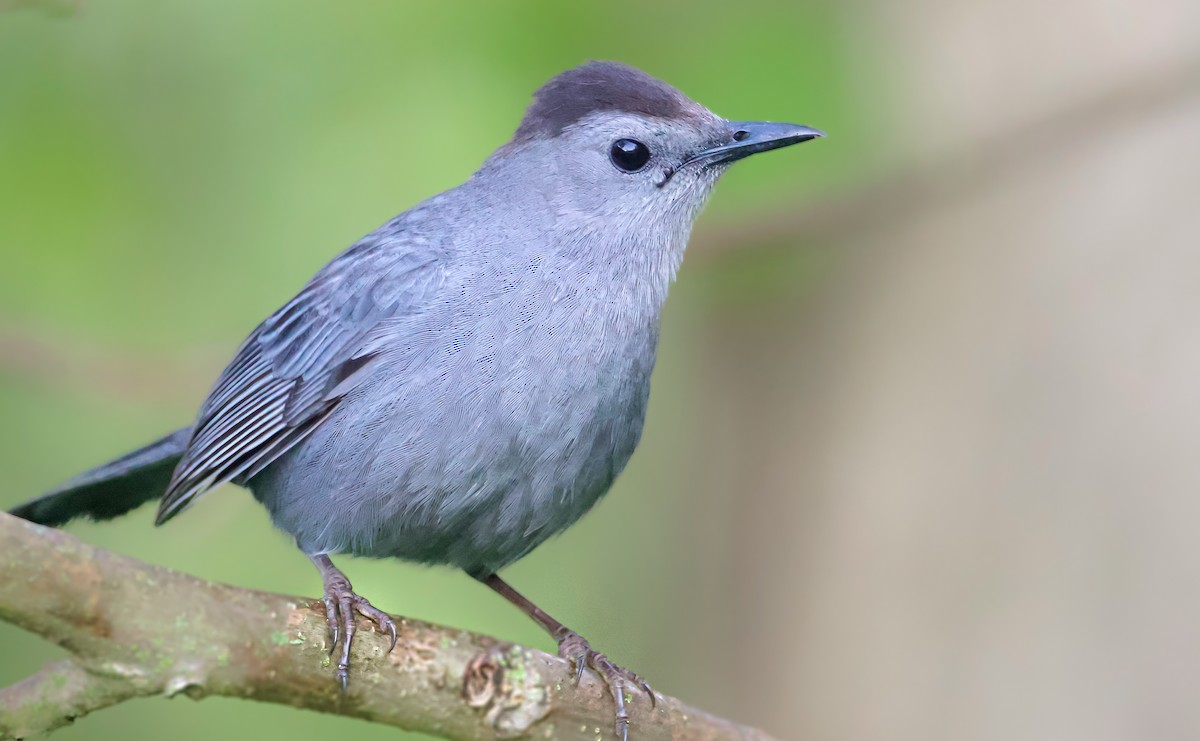 Gray Catbird - ML635850938