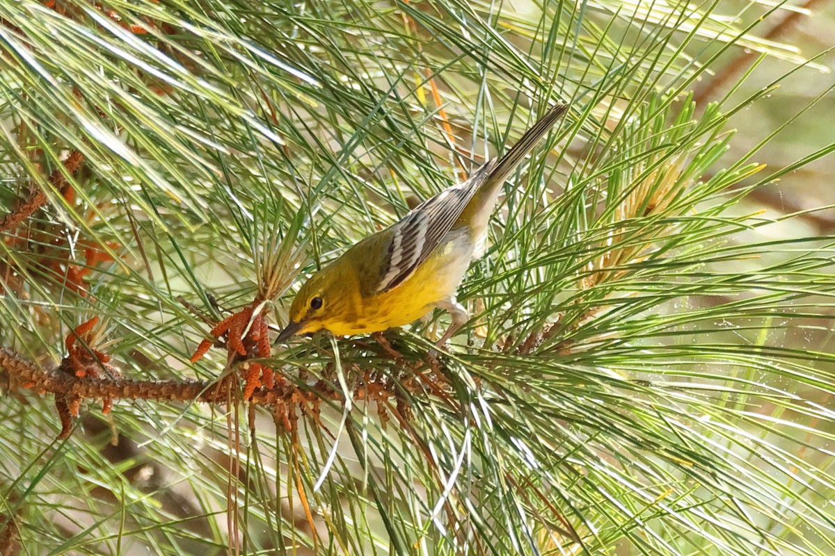 furuparula - ML635850942