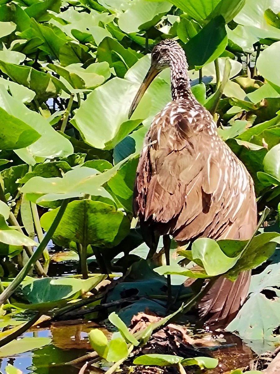 Limpkin - ML635850960