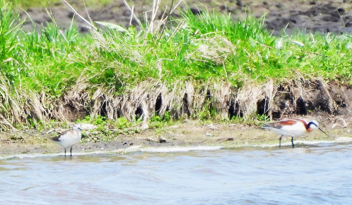 Wilson's Phalarope - ML635851384