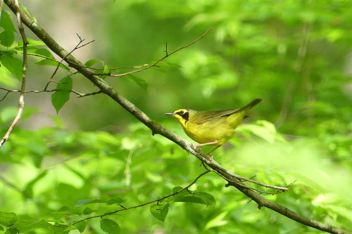 Kentucky Warbler - ML635851489
