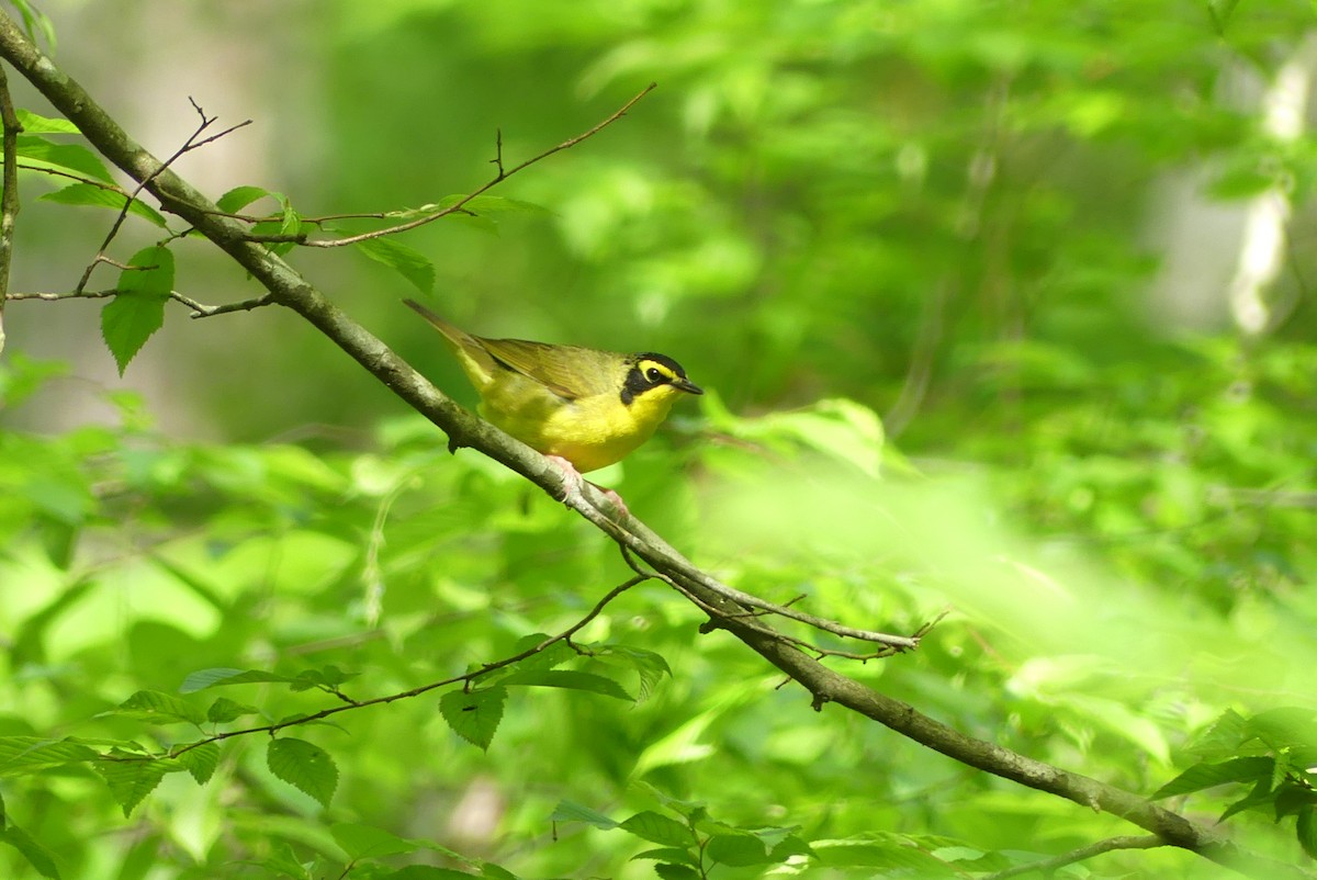 Kentucky Warbler - ML635851490