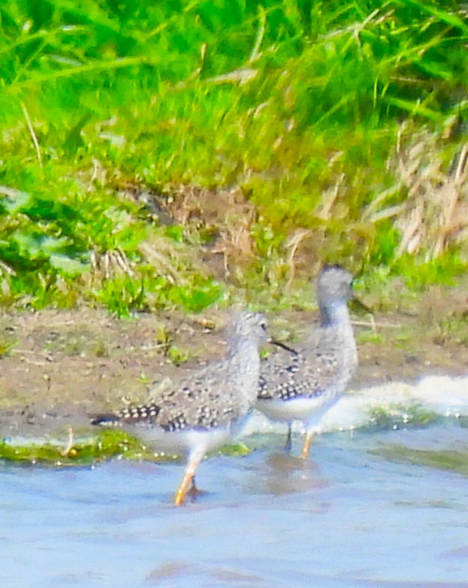 Lesser Yellowlegs - ML635851505
