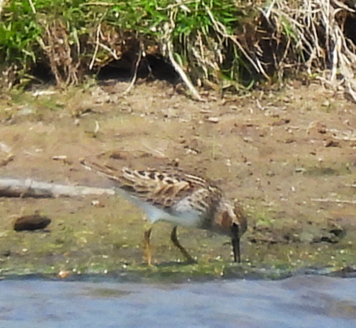Least Sandpiper - ML635851557