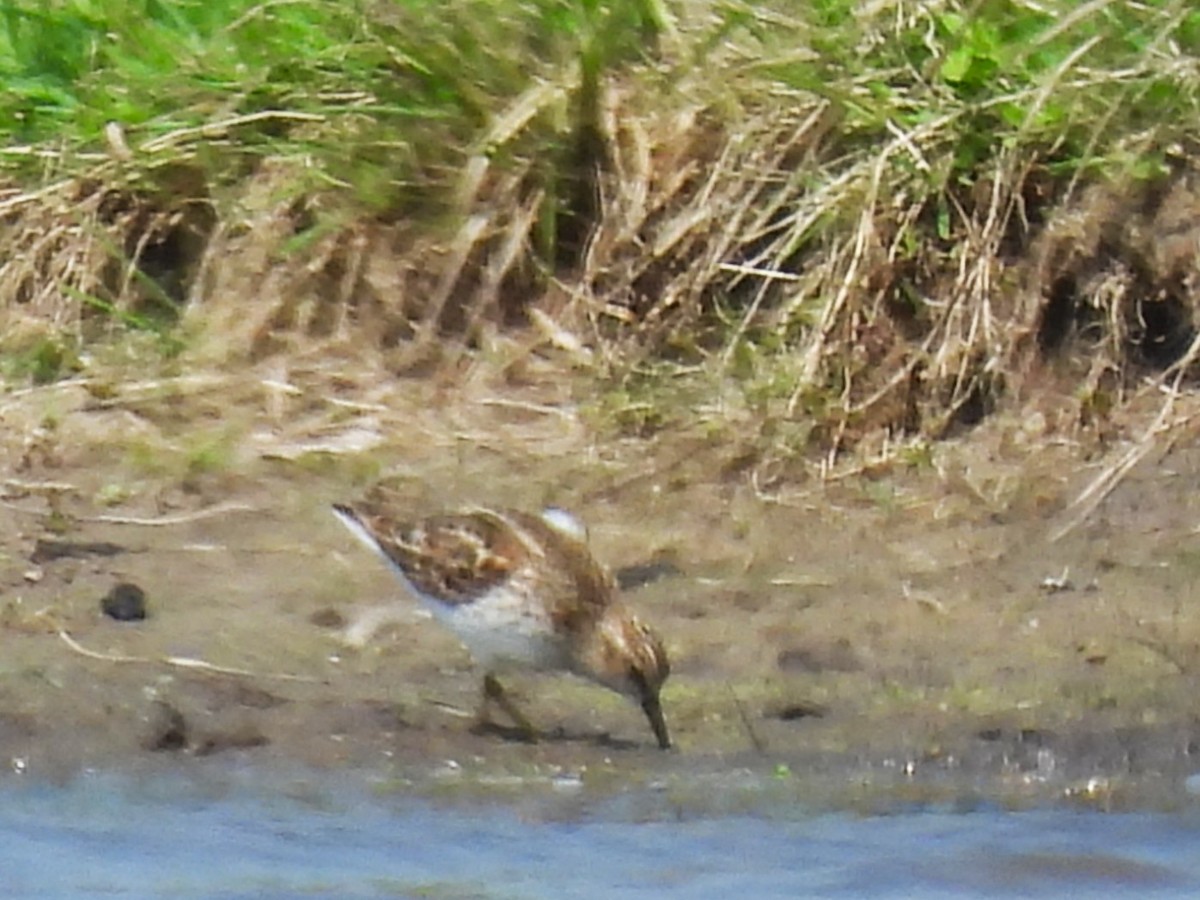 Least Sandpiper - ML635851558