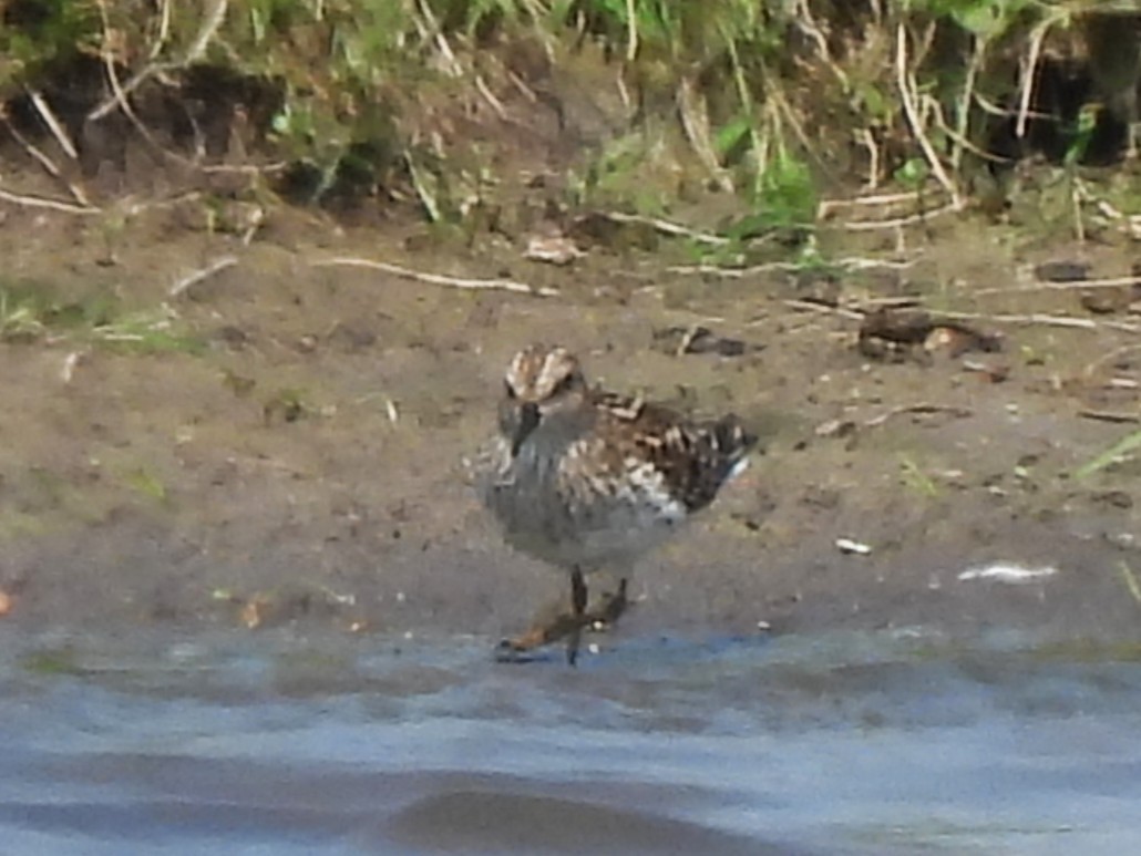 Least Sandpiper - ML635851559