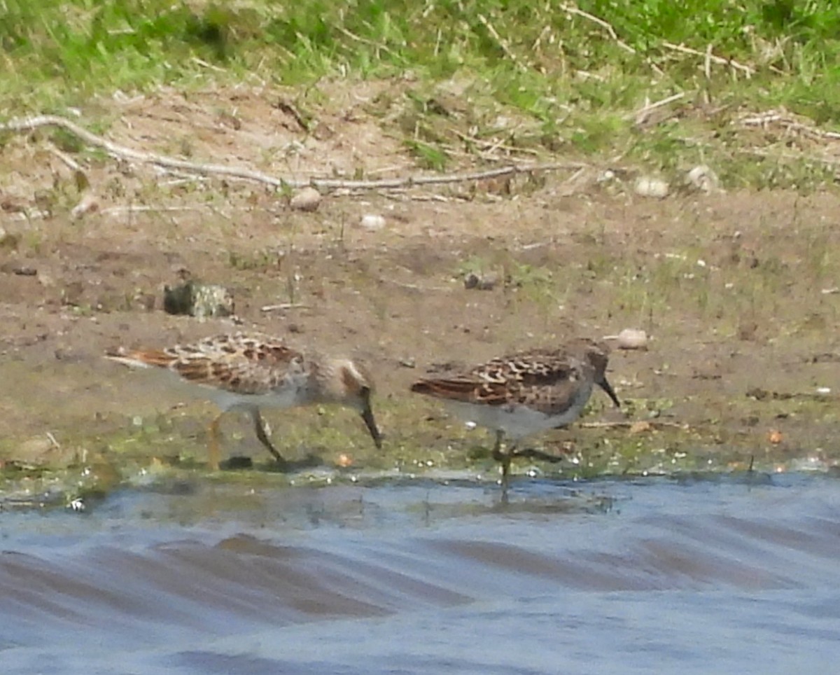 Least Sandpiper - ML635851560