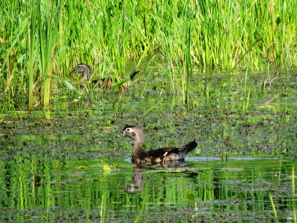 Wood Duck - Jerry Smith