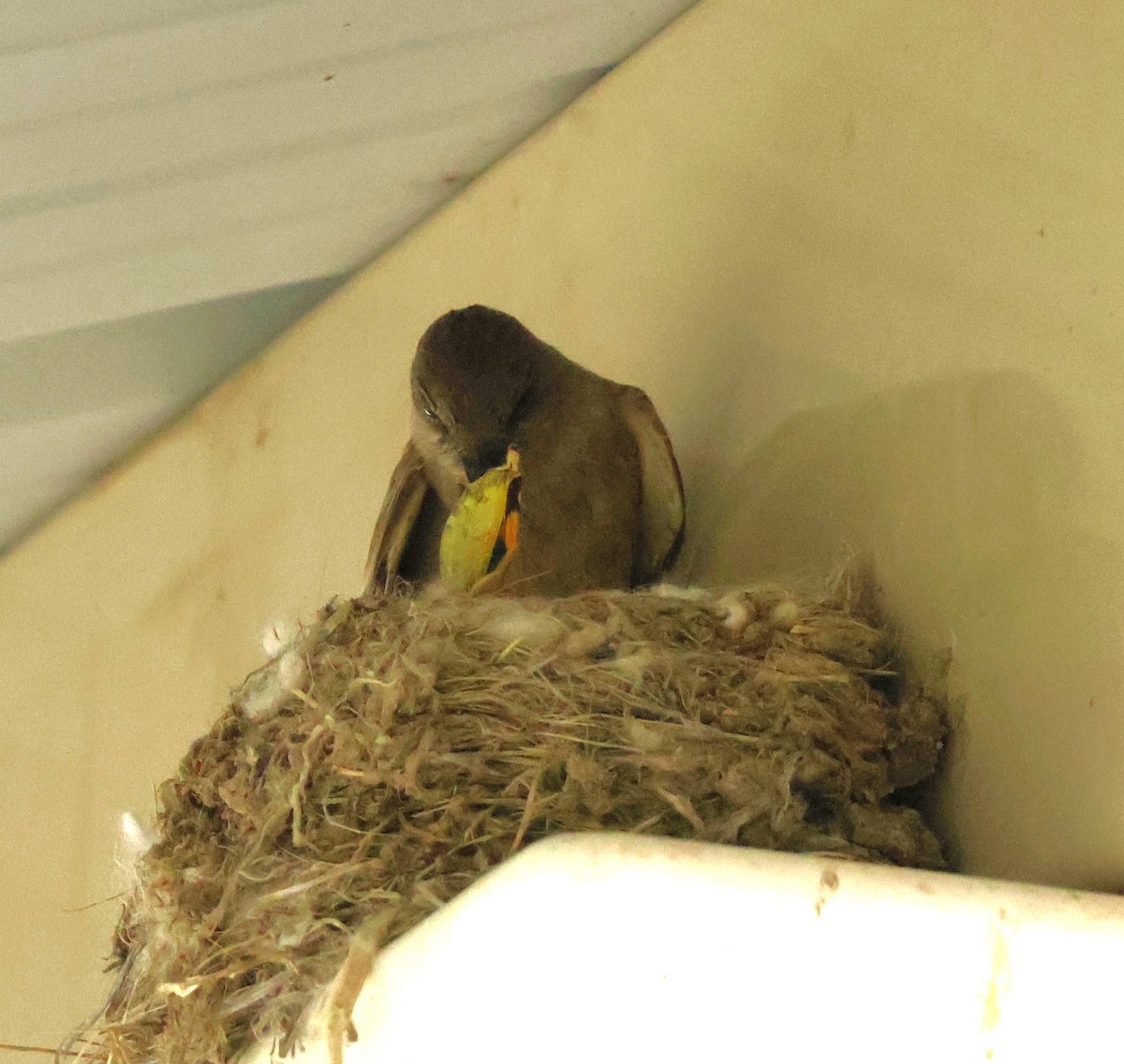 Say's Phoebe - ML635851662