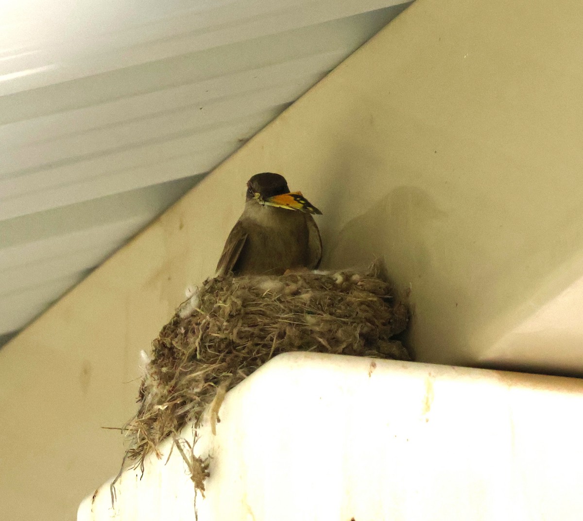 Say's Phoebe - ML635851664
