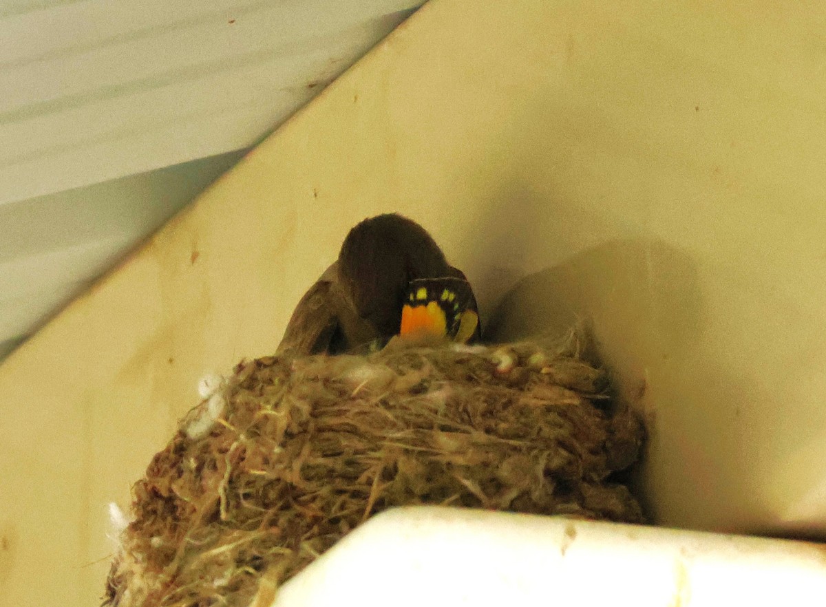 Say's Phoebe - ML635851665