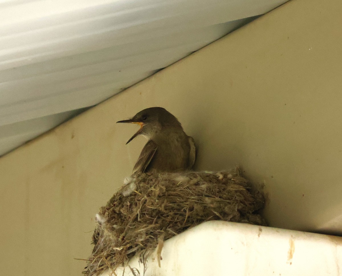 Say's Phoebe - ML635851666