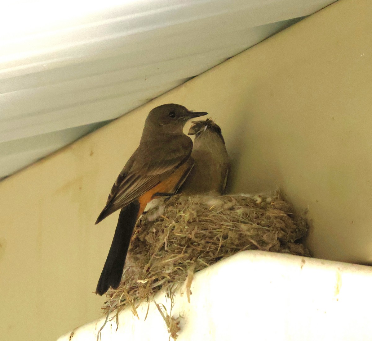 Say's Phoebe - ML635851667