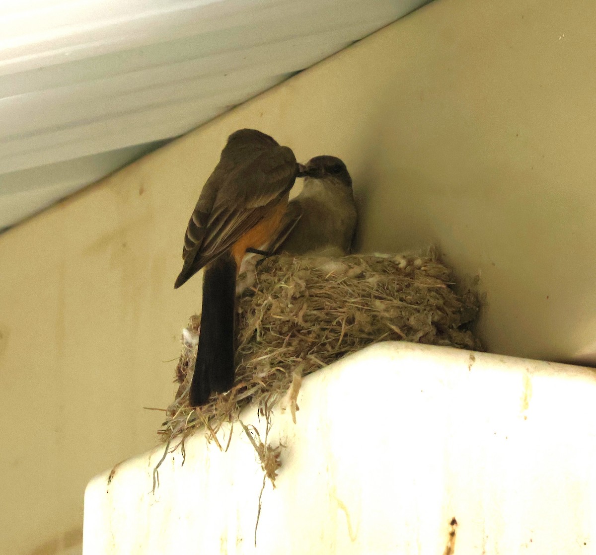 Say's Phoebe - ML635851668