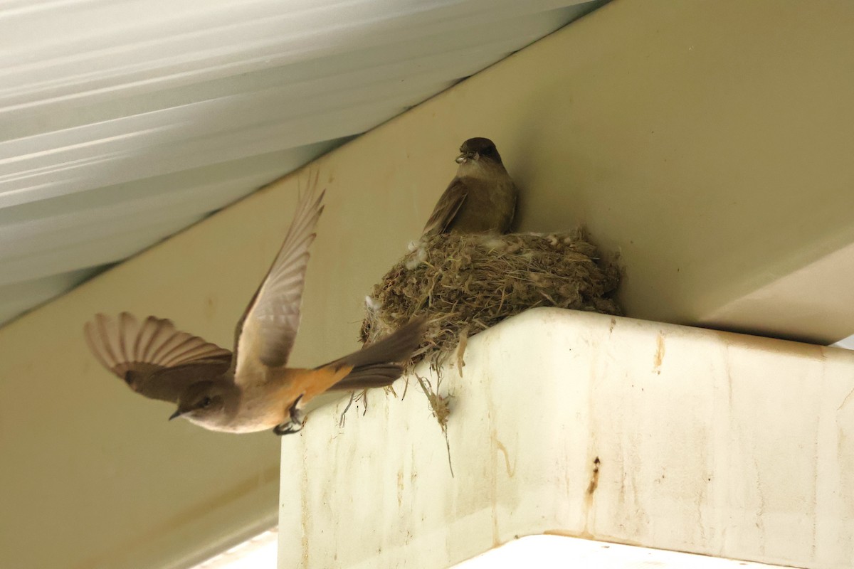 Say's Phoebe - ML635851669