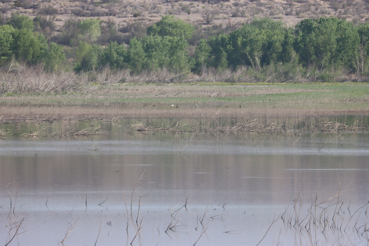 Цасны галуу - ML635851680