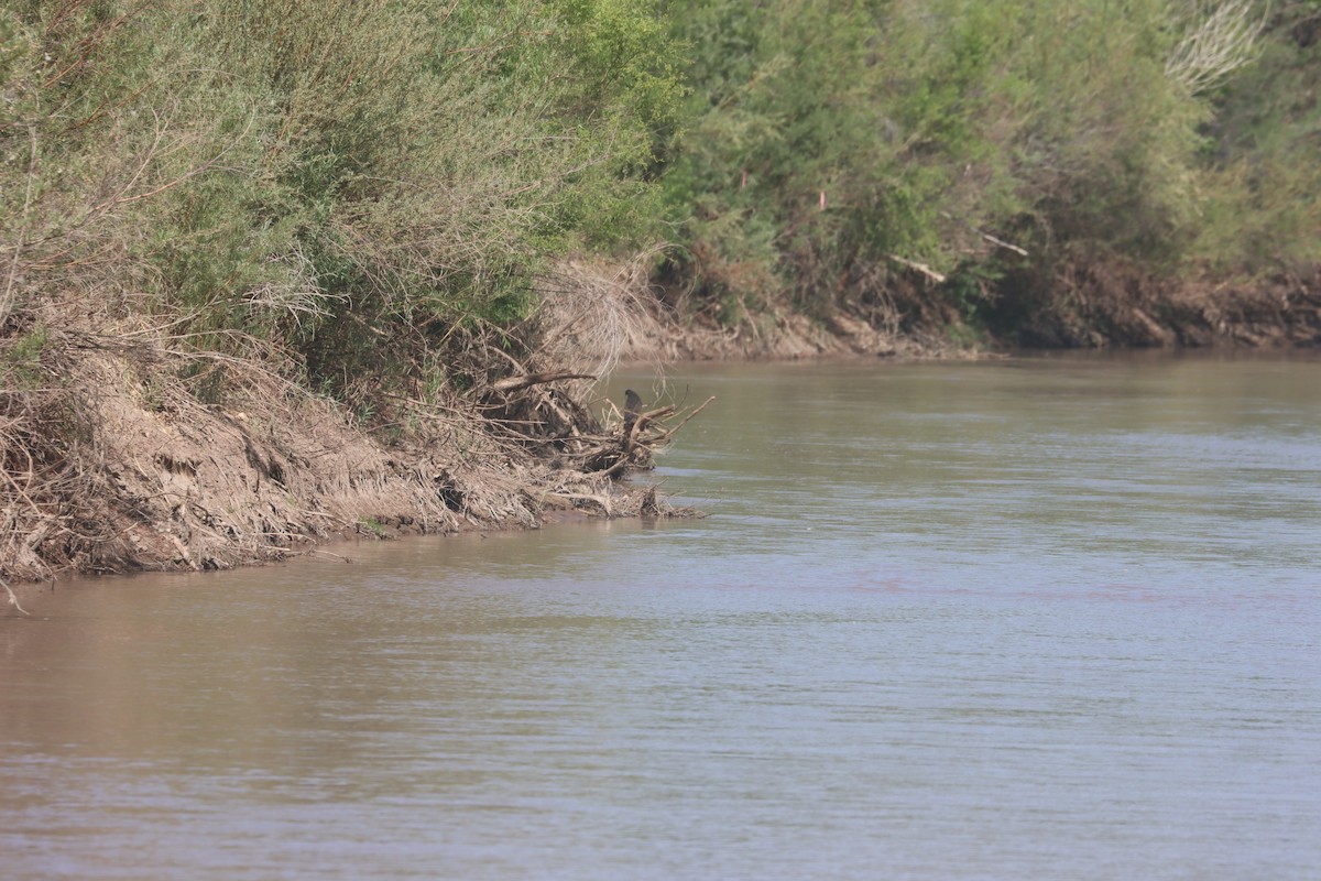 Common Black Hawk - ML635851718