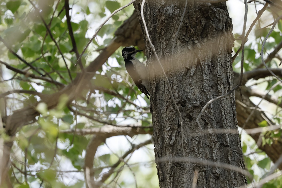 Hairy Woodpecker - ML635851729