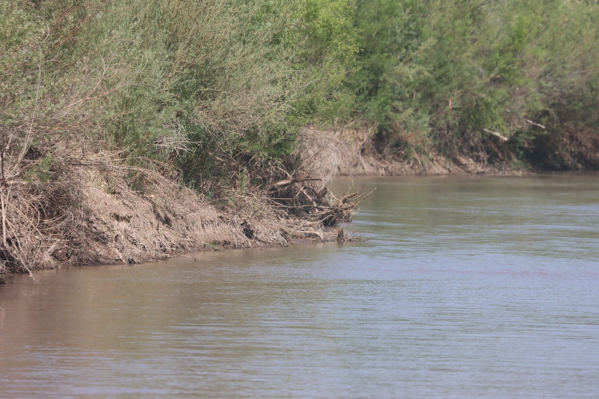 Common Black Hawk - ML635851779