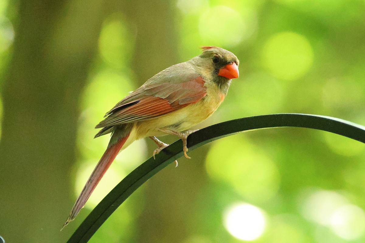 Cardenal Norteño - ML635851913
