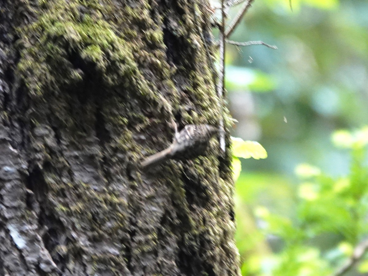 Brown Creeper - ML635851919