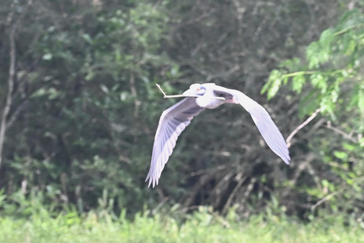 Yellow-crowned Night Heron - ML635852010