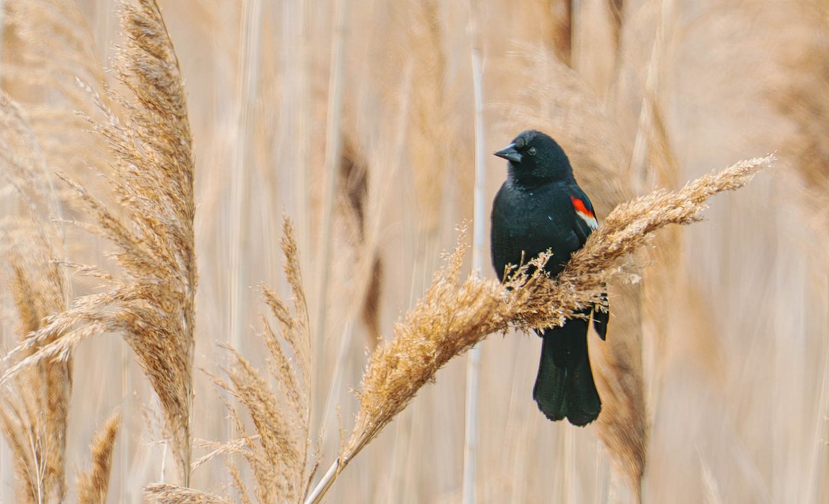 Red-winged Blackbird - Tammy Anderson