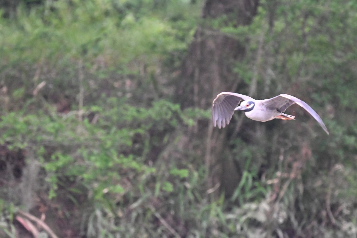 Yellow-crowned Night Heron - ML635852068
