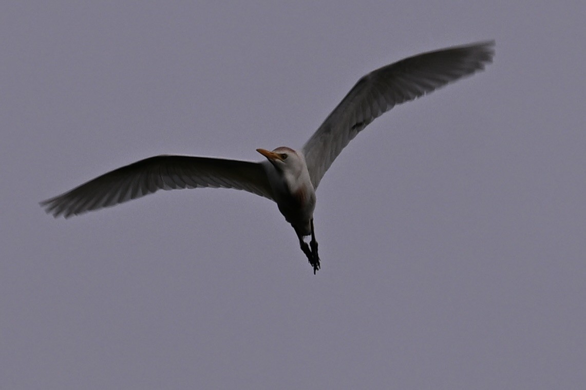 Western Cattle-Egret - ML635852264