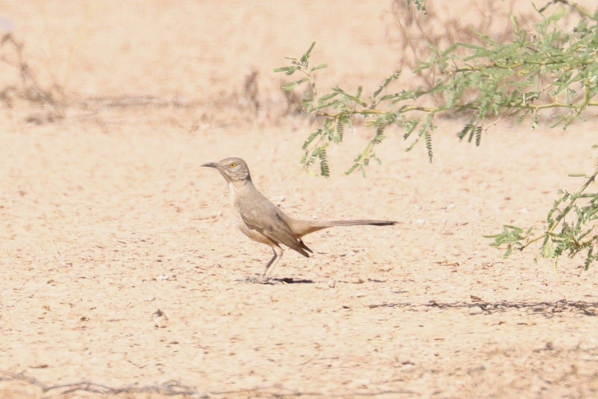 Bendire's Thrasher - ML635852291