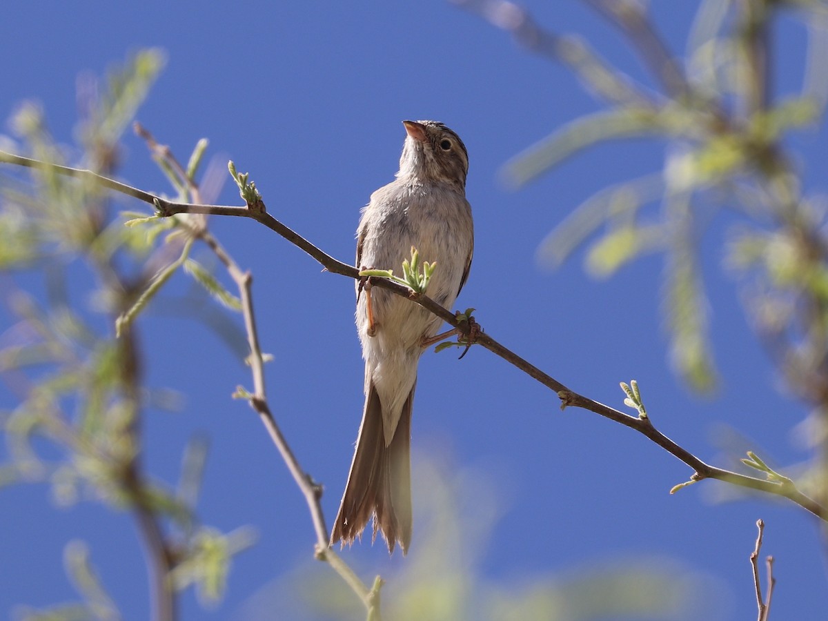 Brewer's Sparrow - ML635852307