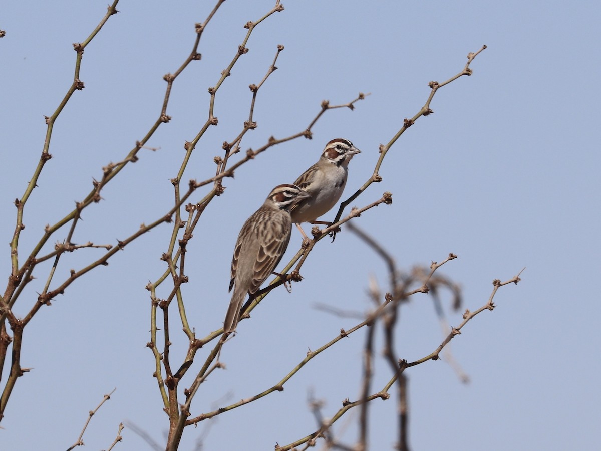 Lark Sparrow - ML635852313