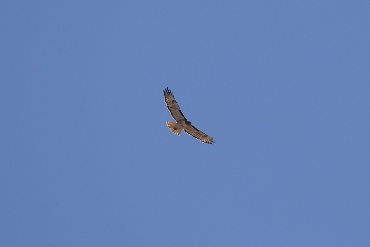 Red-tailed Hawk - ML635852325