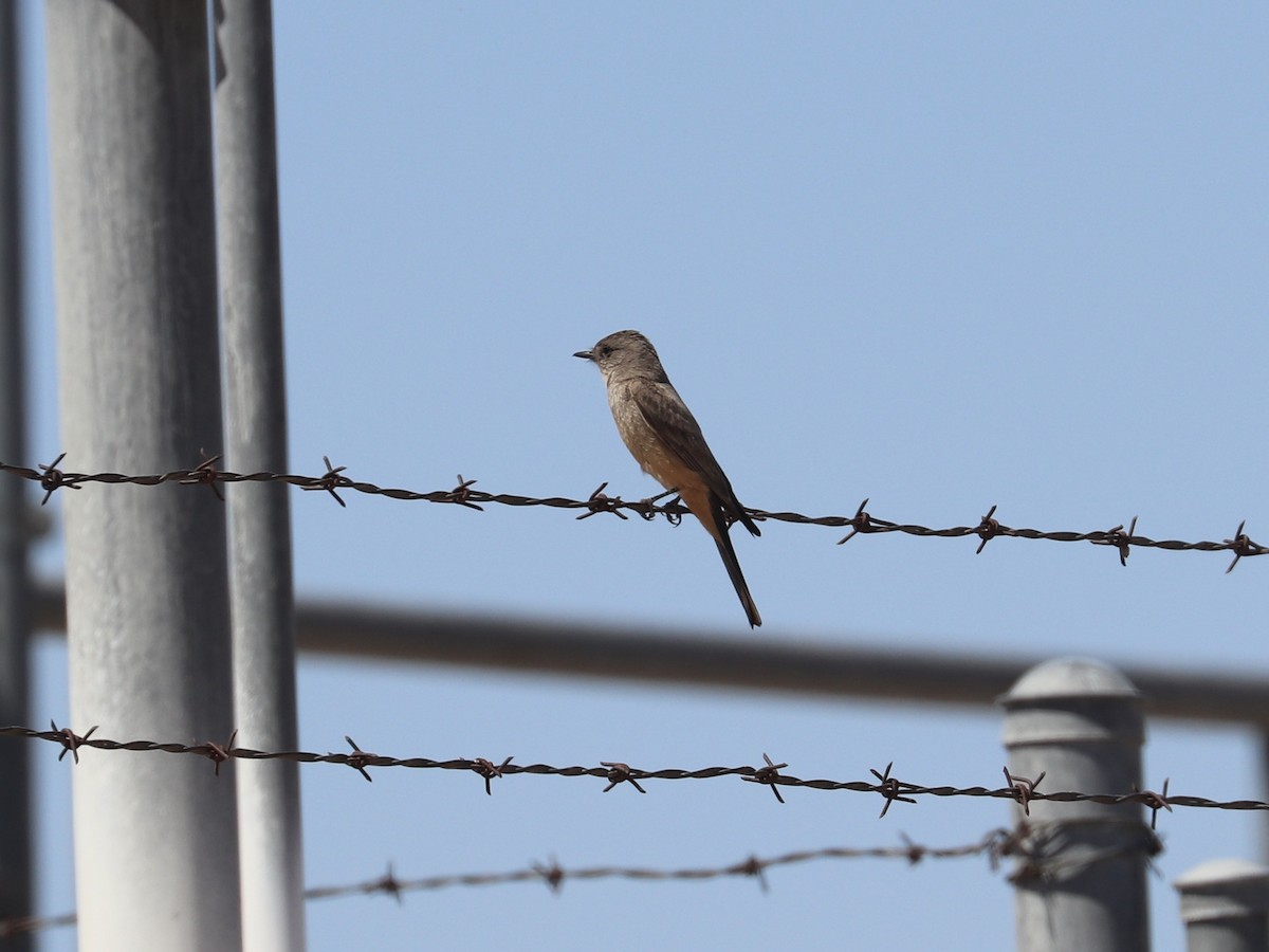 Say's Phoebe - ML635852339
