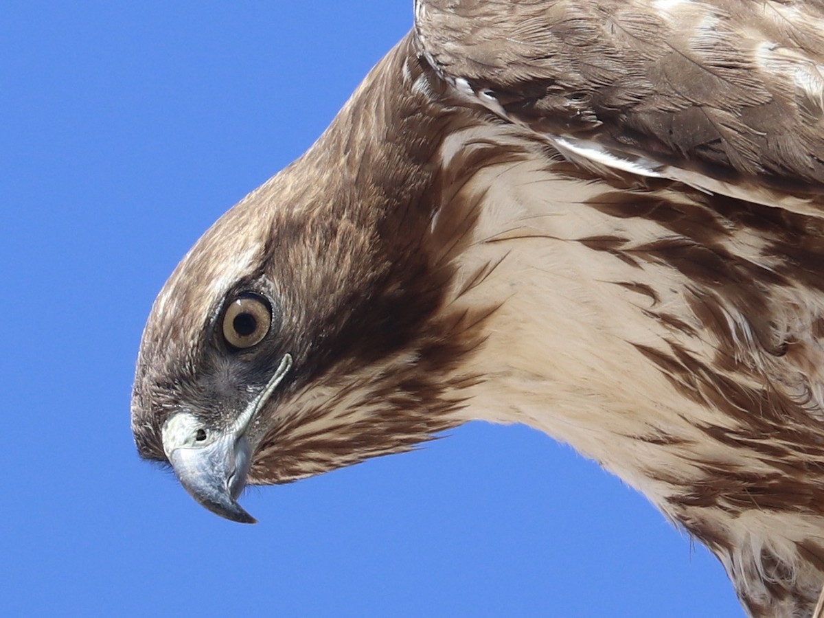 Red-tailed Hawk - ML635852348