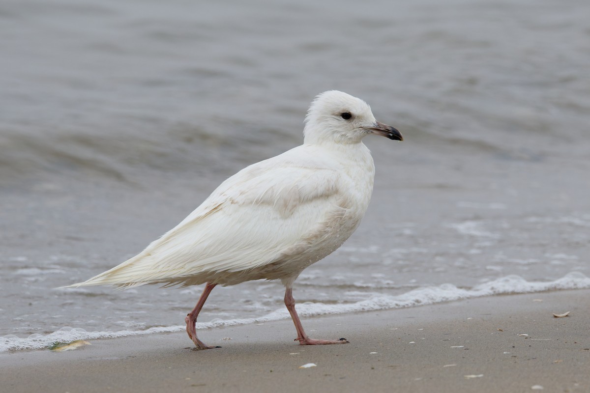 racek polární (ssp. kumlieni/glaucoides) - ML635852349