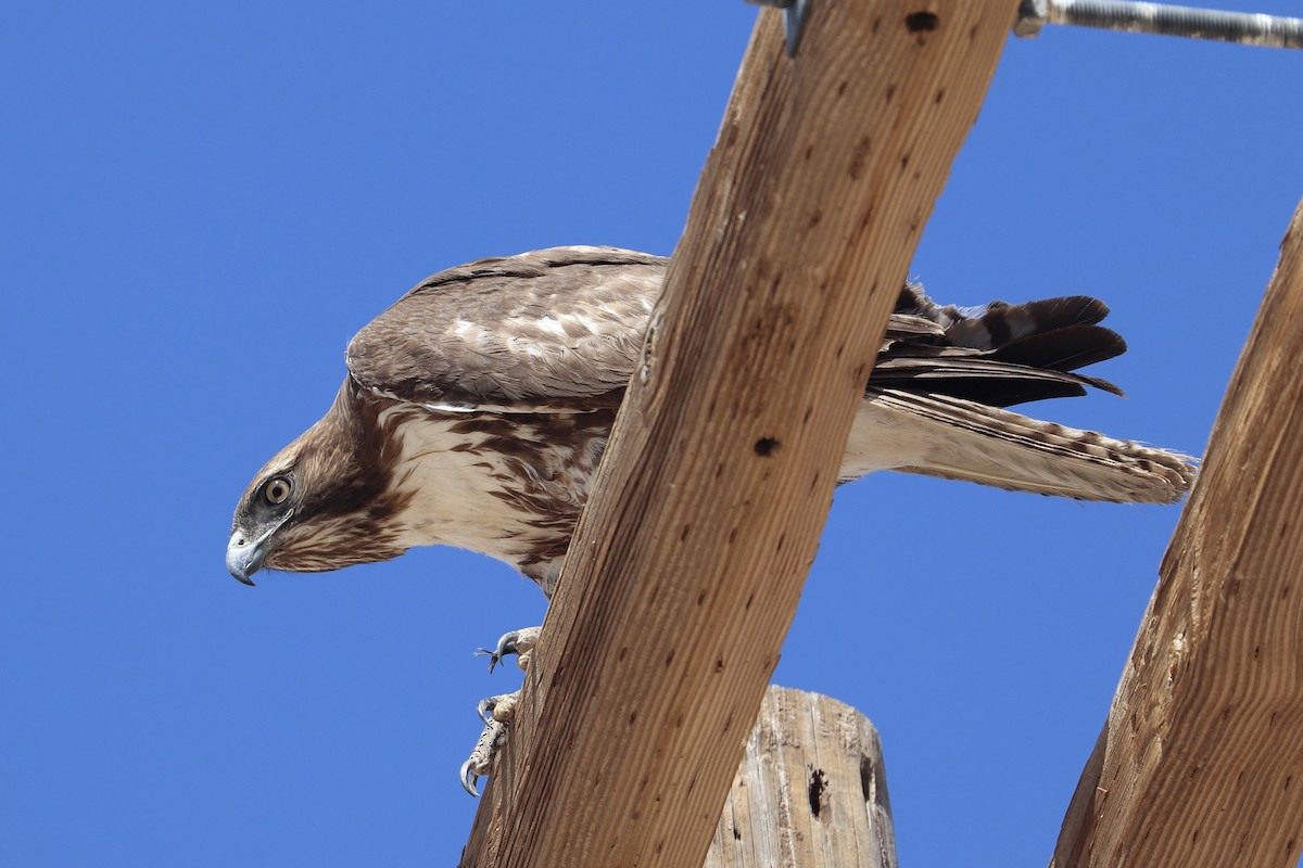 Red-tailed Hawk - ML635852350