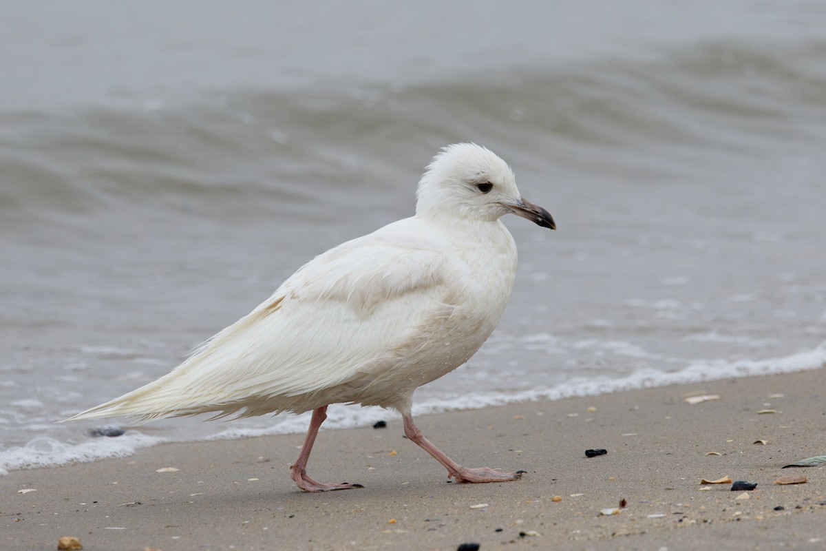 racek polární (ssp. kumlieni/glaucoides) - ML635852354