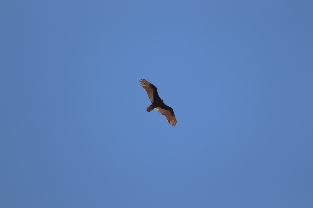Turkey Vulture - ML635852356