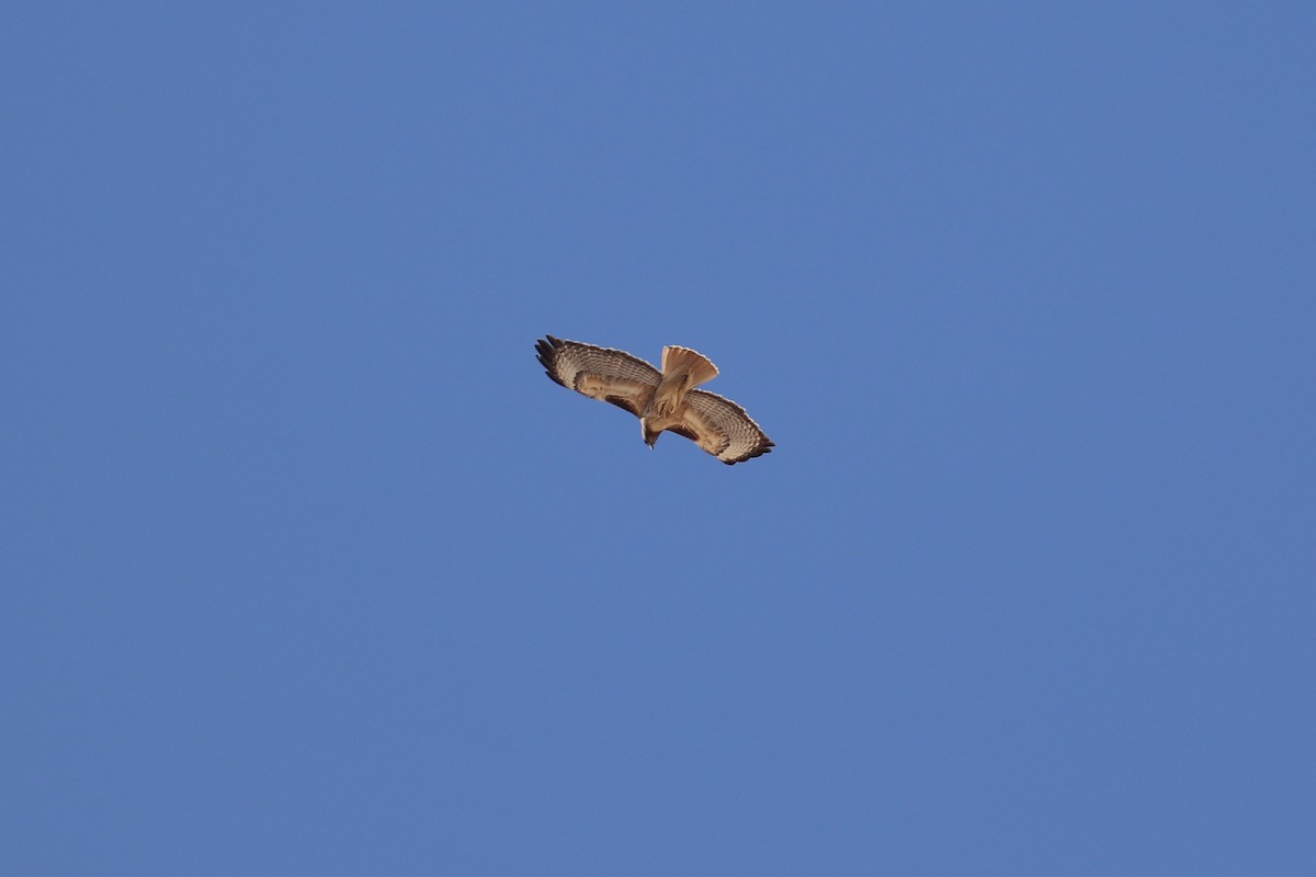 Red-tailed Hawk - ML635852360