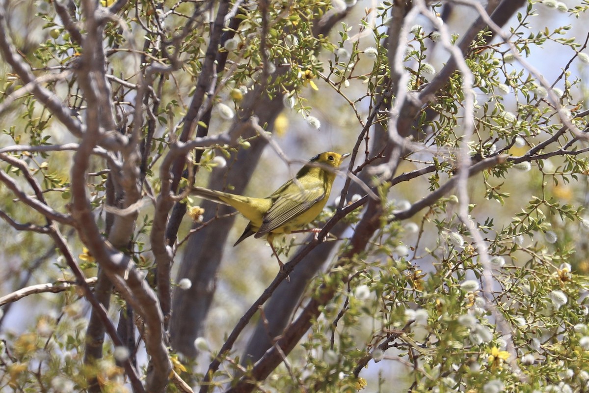Wilson's Warbler - ML635852366