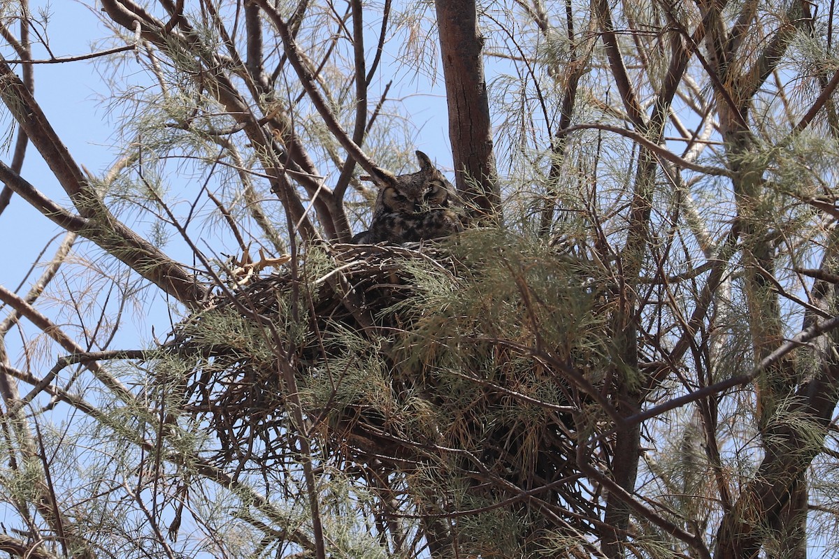 Great Horned Owl - ML635852399