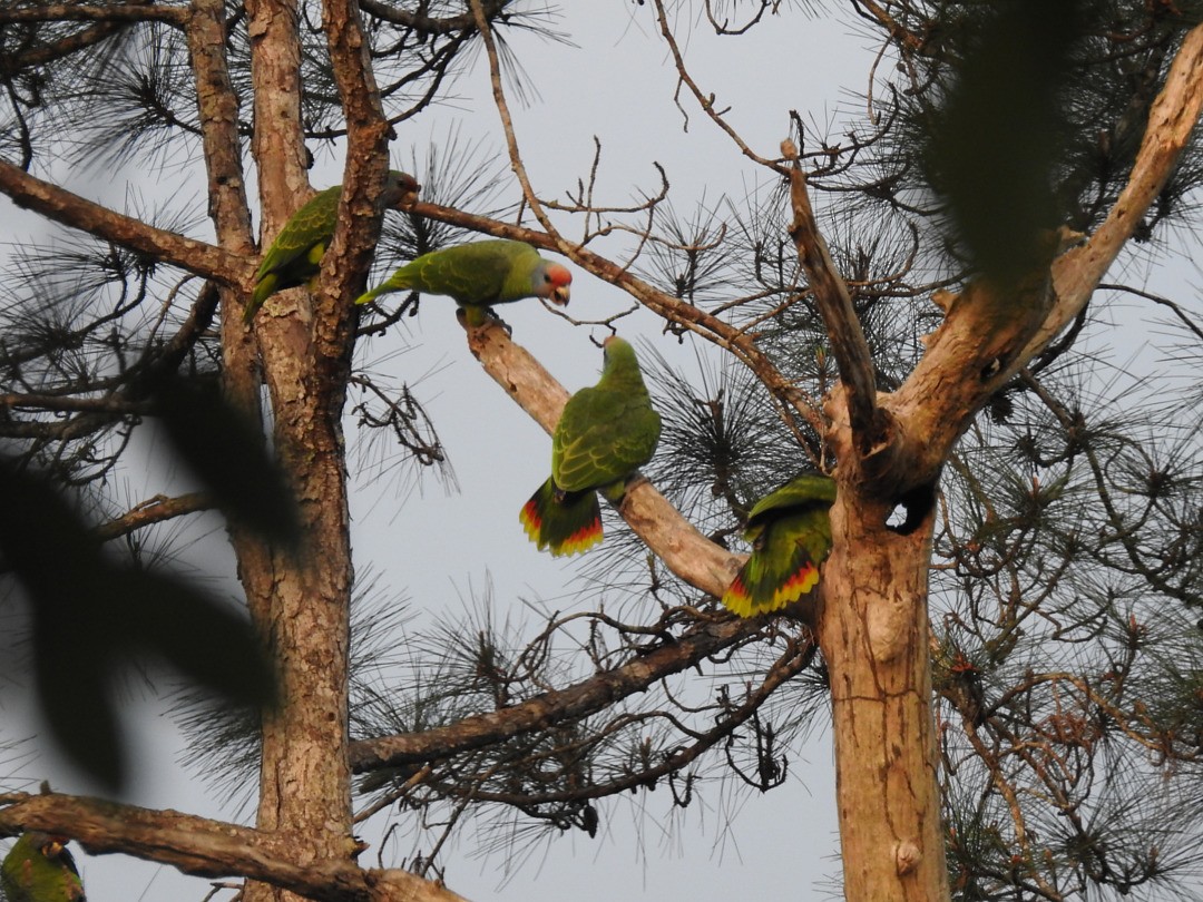 Red-tailed Amazon - ML635852406