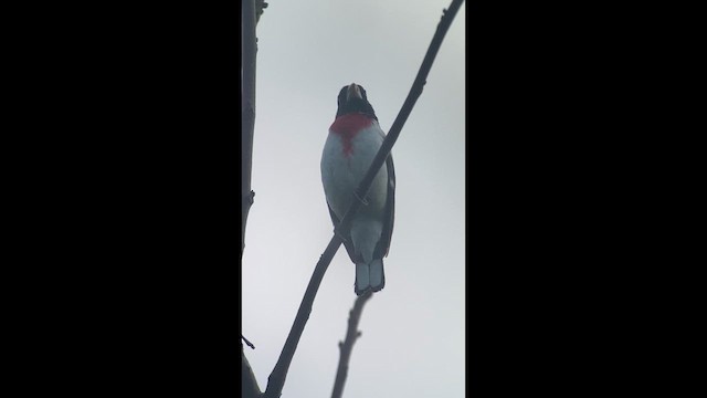 Rose-breasted Grosbeak - ML635852417