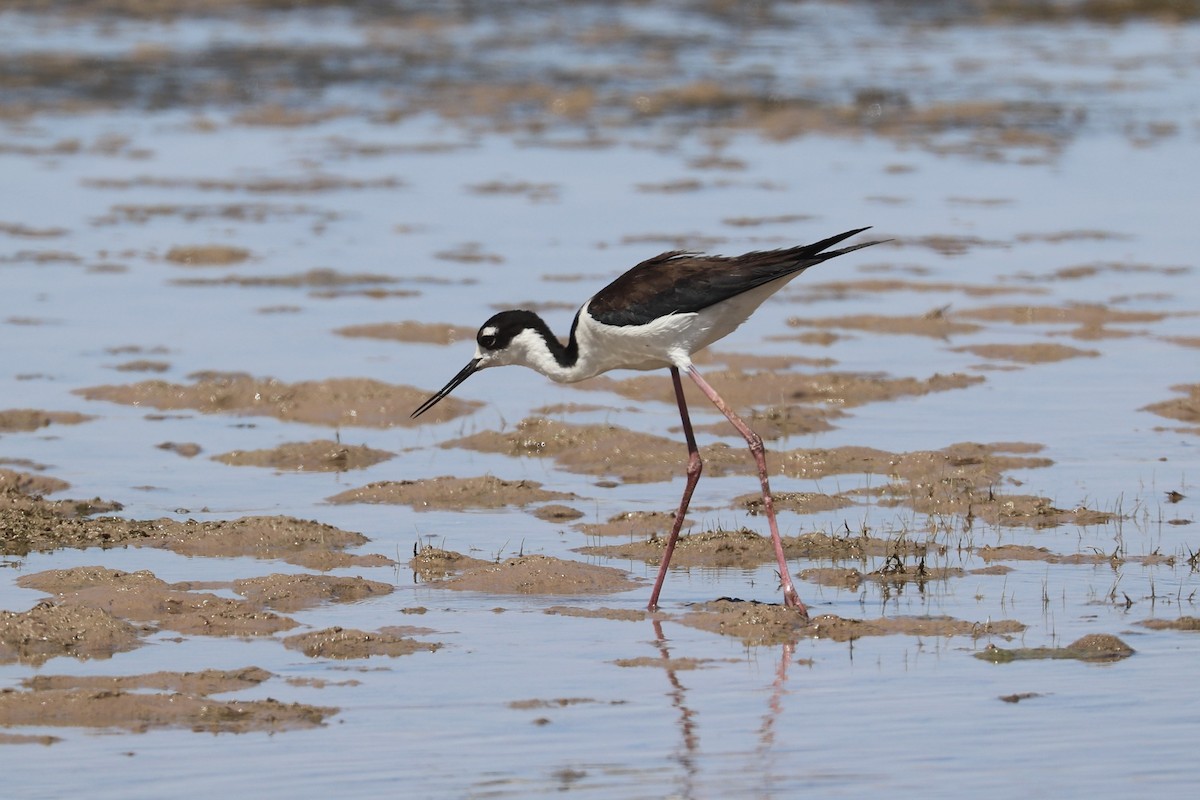 Black-necked Stilt - ML635852440
