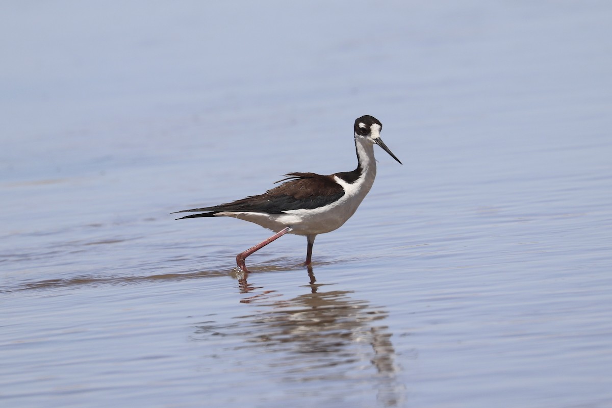 Black-necked Stilt - ML635852441