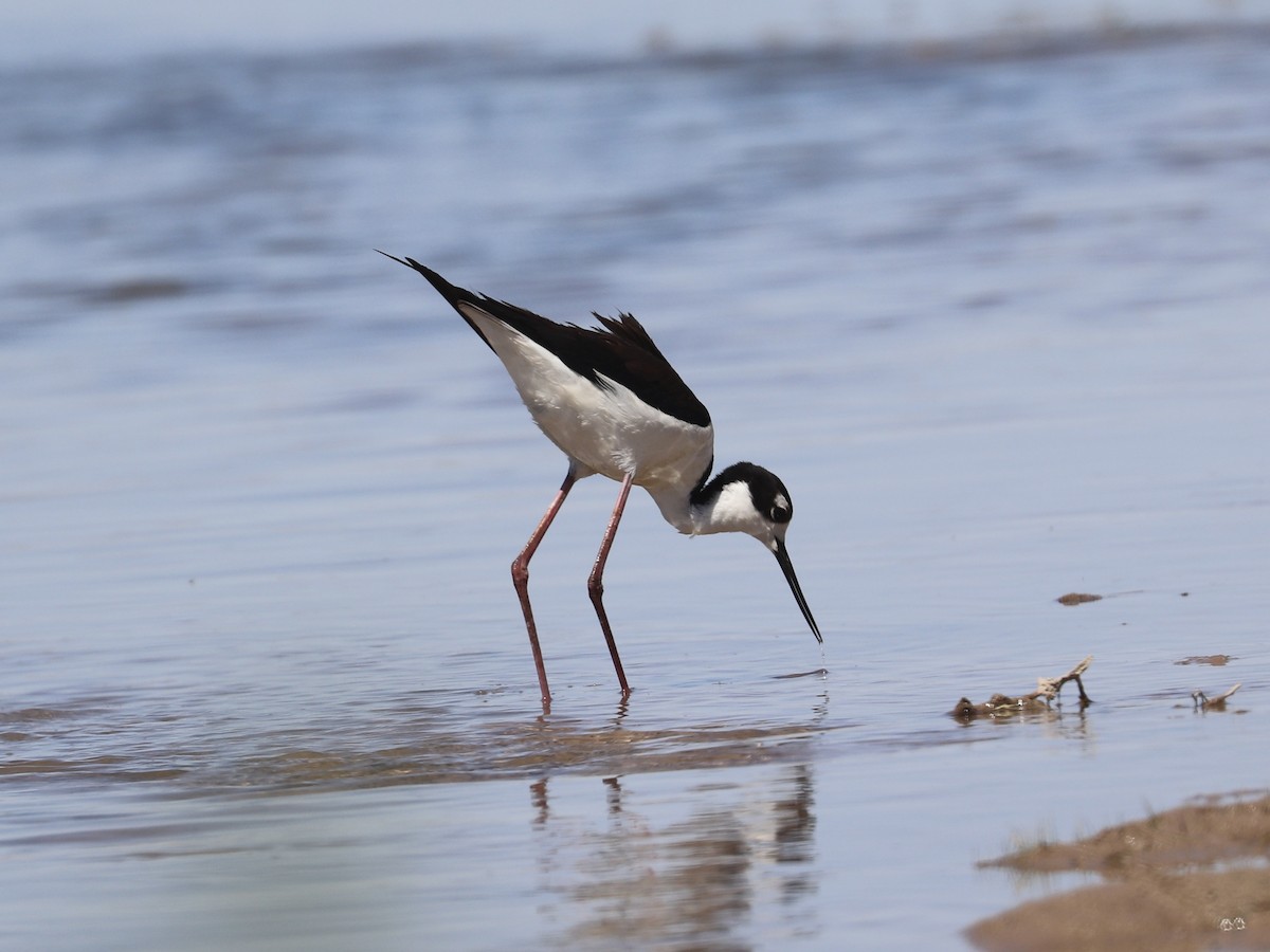 Black-necked Stilt - ML635852443