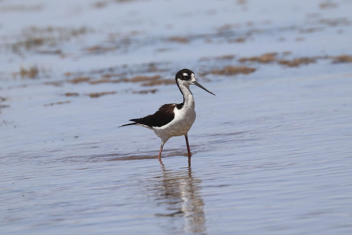 Black-necked Stilt - ML635852444