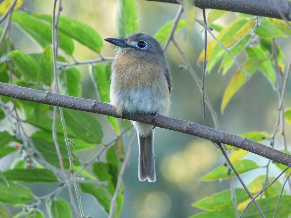 Rusty-breasted Nunlet - ML635852447