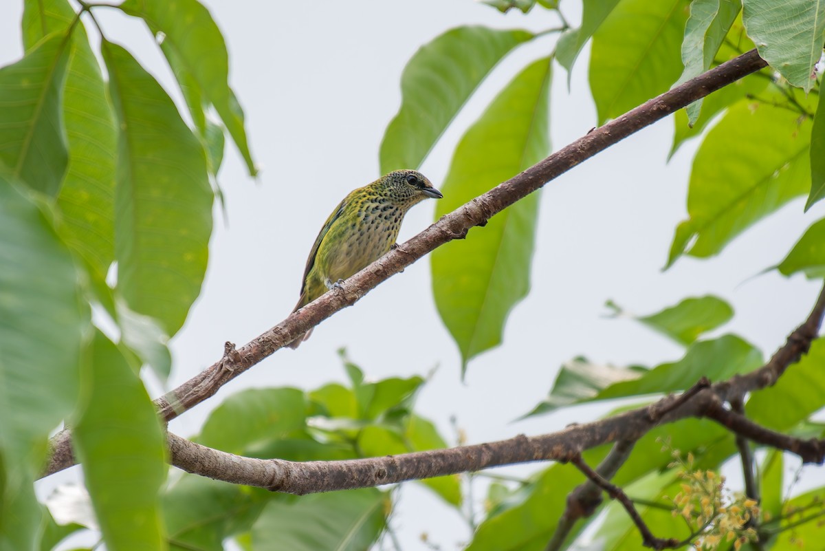 Spotted Tanager - ML635852450